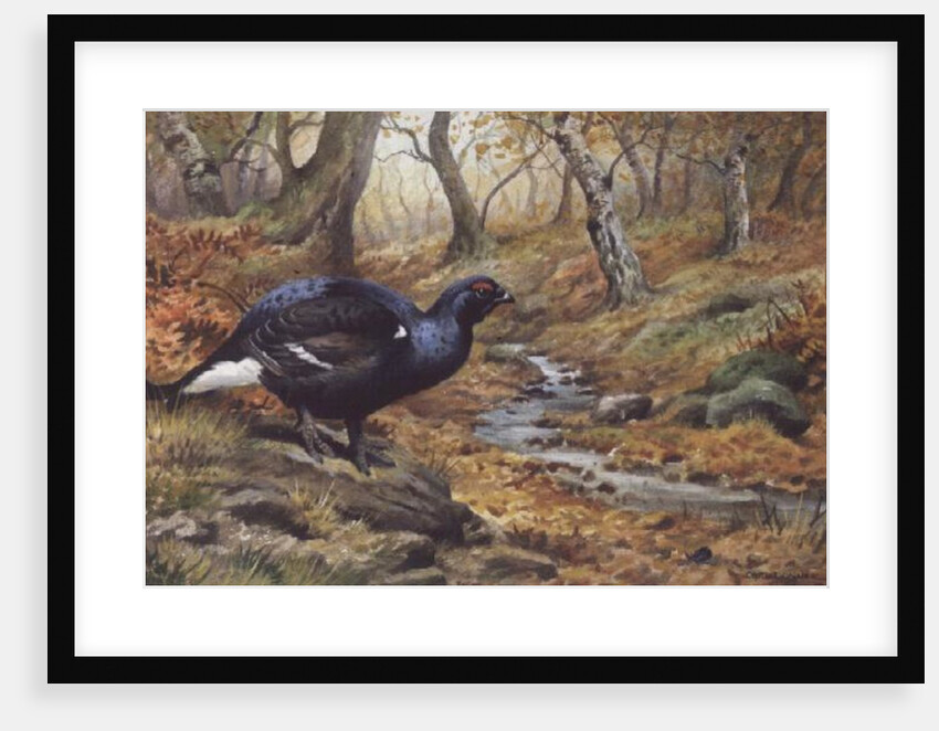 Black Cock Grouse by a stream by Carl Donner