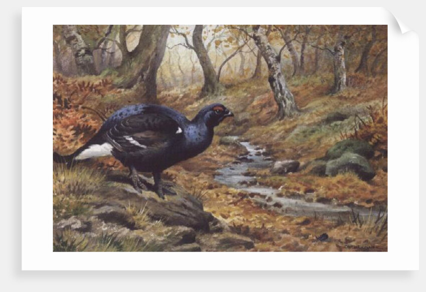 Black Cock Grouse by a stream by Carl Donner