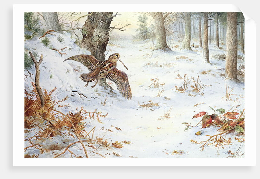 Snipe in Wooded Landscape by Carl Donner