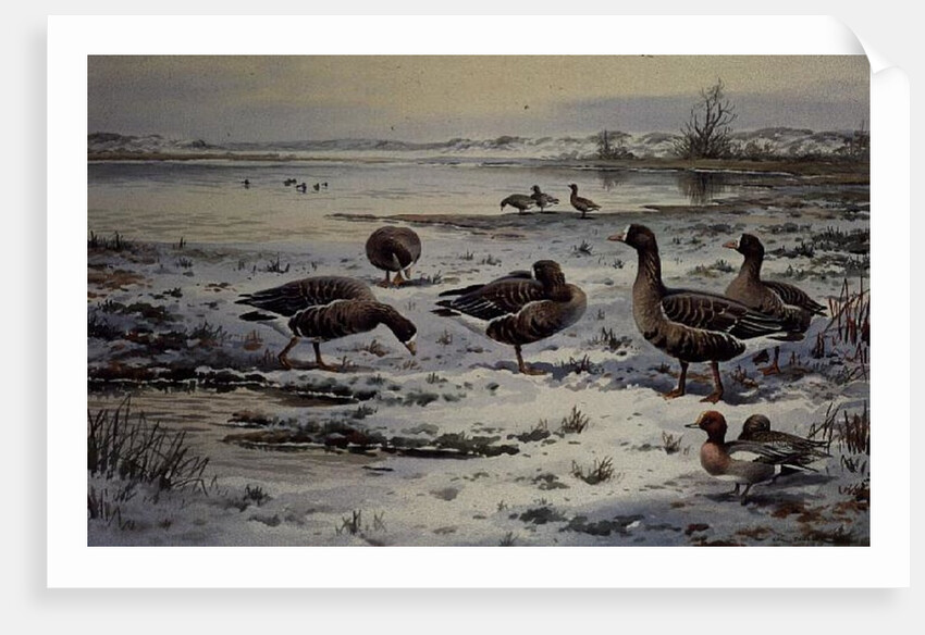 White Fronted Geese by Carl Donner