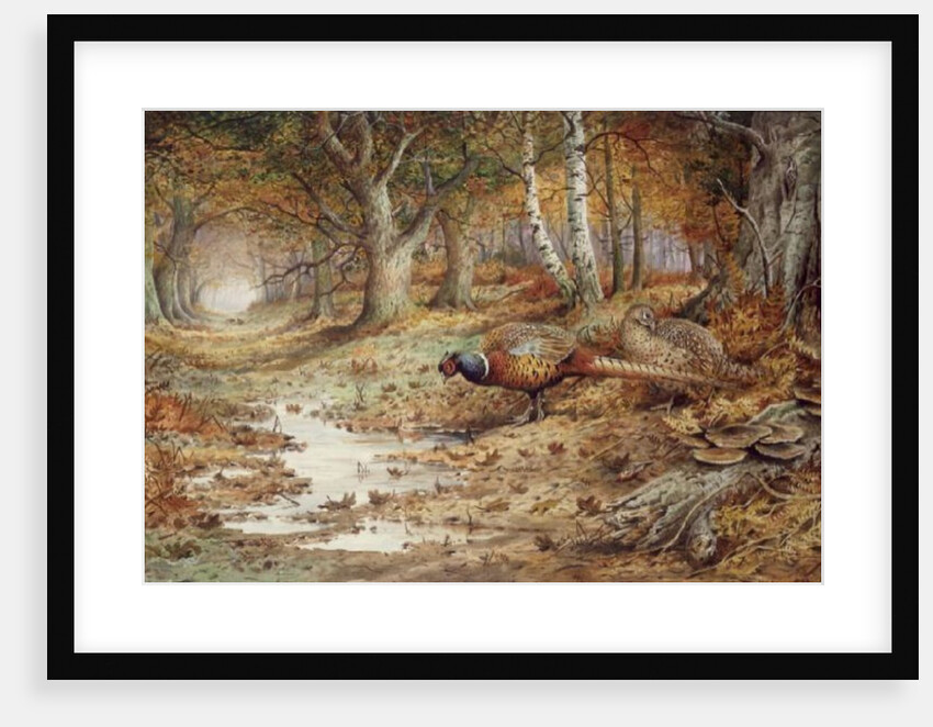 Cock Pheasant and Sulphur Tuft Fungi, by Carl Donner