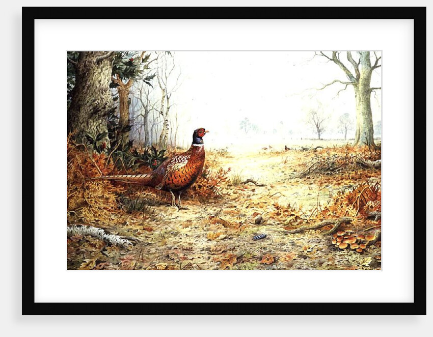 Cock Pheasant by Carl Donner