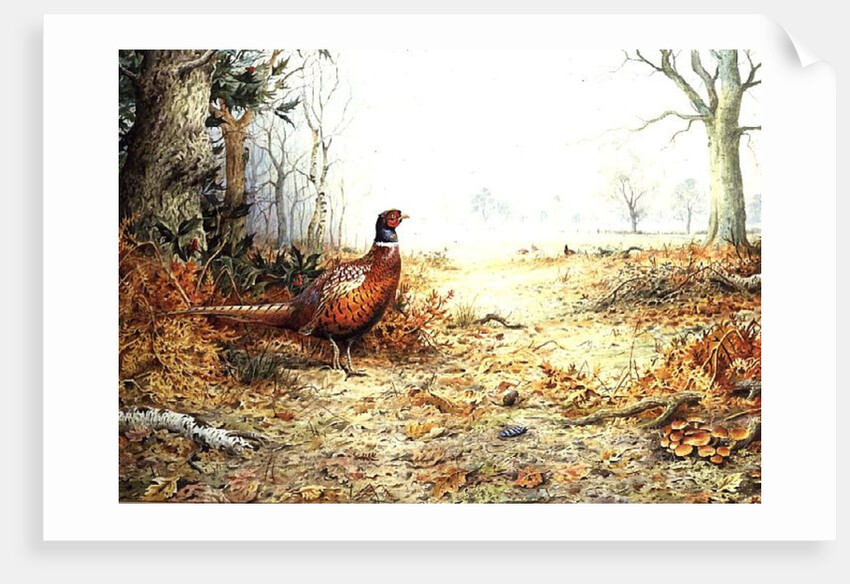 Cock Pheasant by Carl Donner