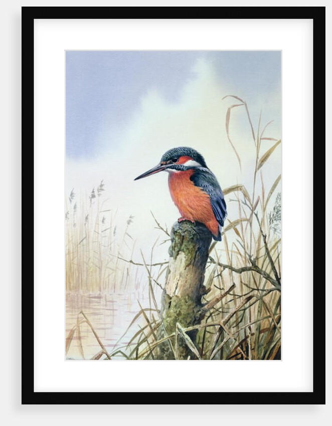Kingfisher by Carl Donner