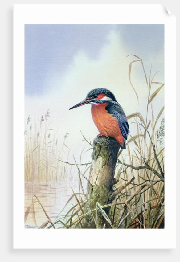 Kingfisher by Carl Donner
