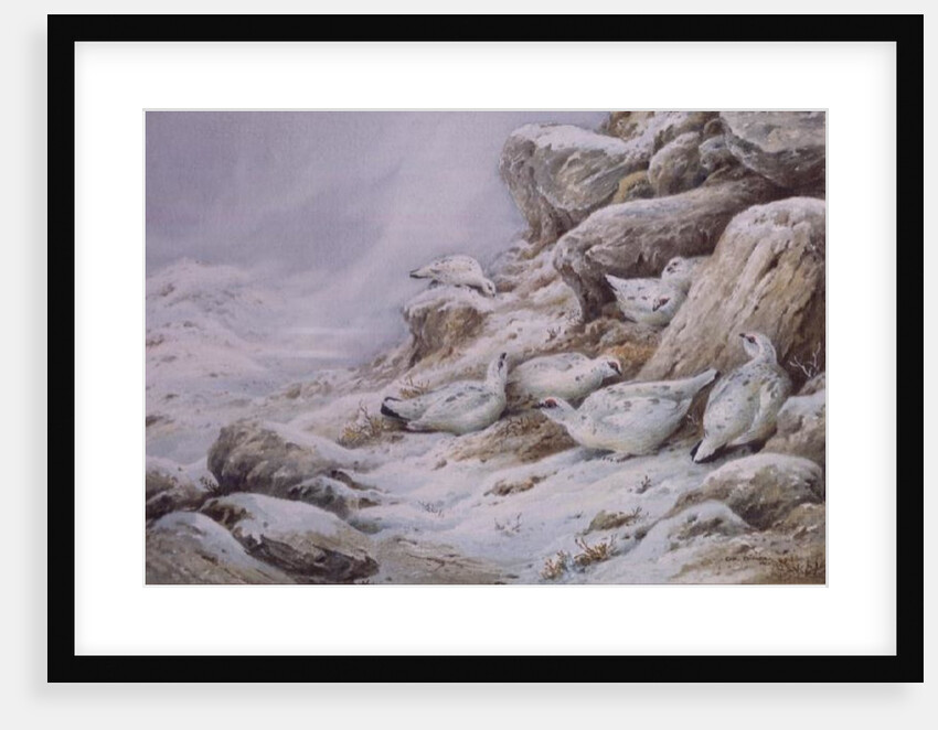 Ptarmigan in snow covered landscape by Carl Donner