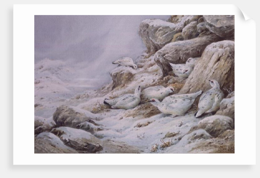 Ptarmigan in snow covered landscape by Carl Donner