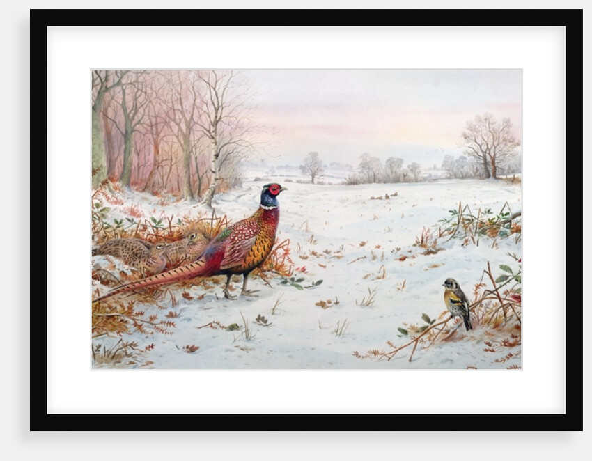 Pheasant and bramblefinch in the snow by Carl Donner