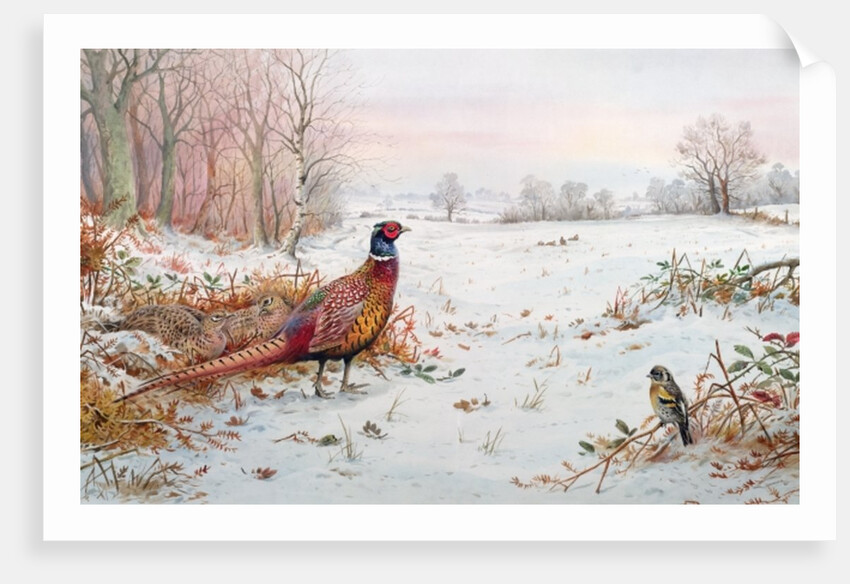 Pheasant and bramblefinch in the snow by Carl Donner