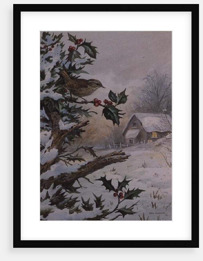 Wren in Hollybush by a cottage by Carl Donner