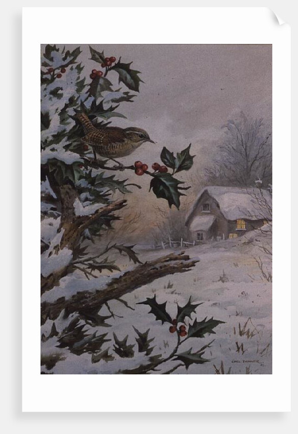 Wren in Hollybush by a cottage by Carl Donner