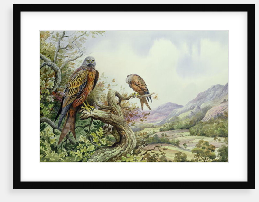 Pair of Red Kites in an Oak Tree by Carl Donner