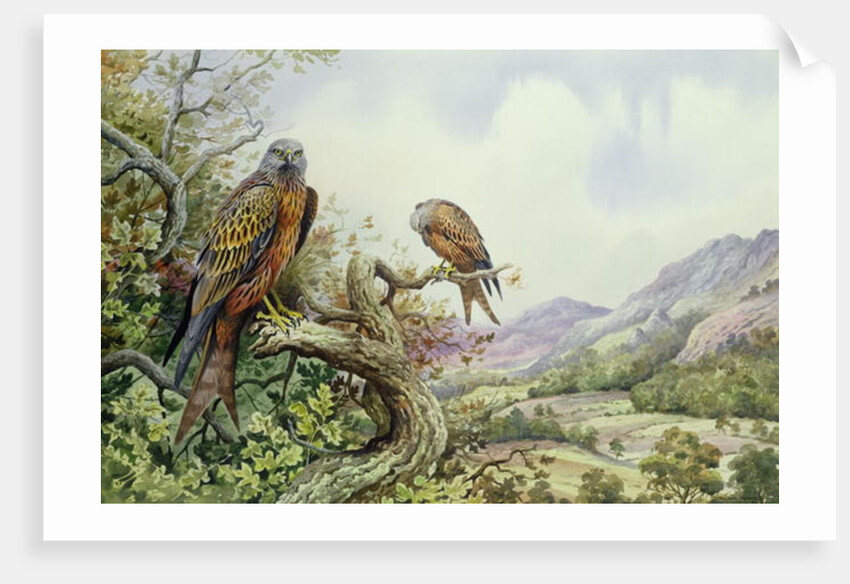 Pair of Red Kites in an Oak Tree by Carl Donner