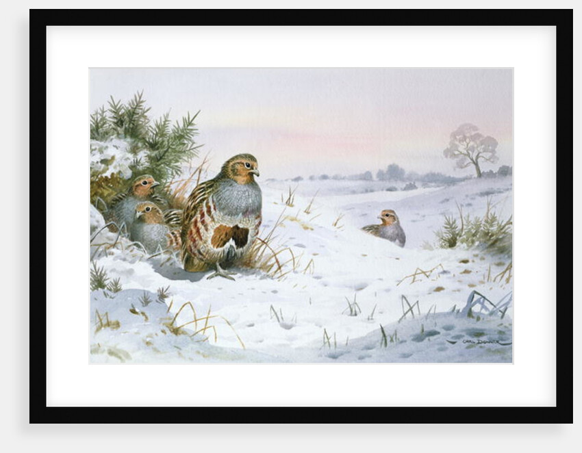 Grey Partridge by Carl Donner