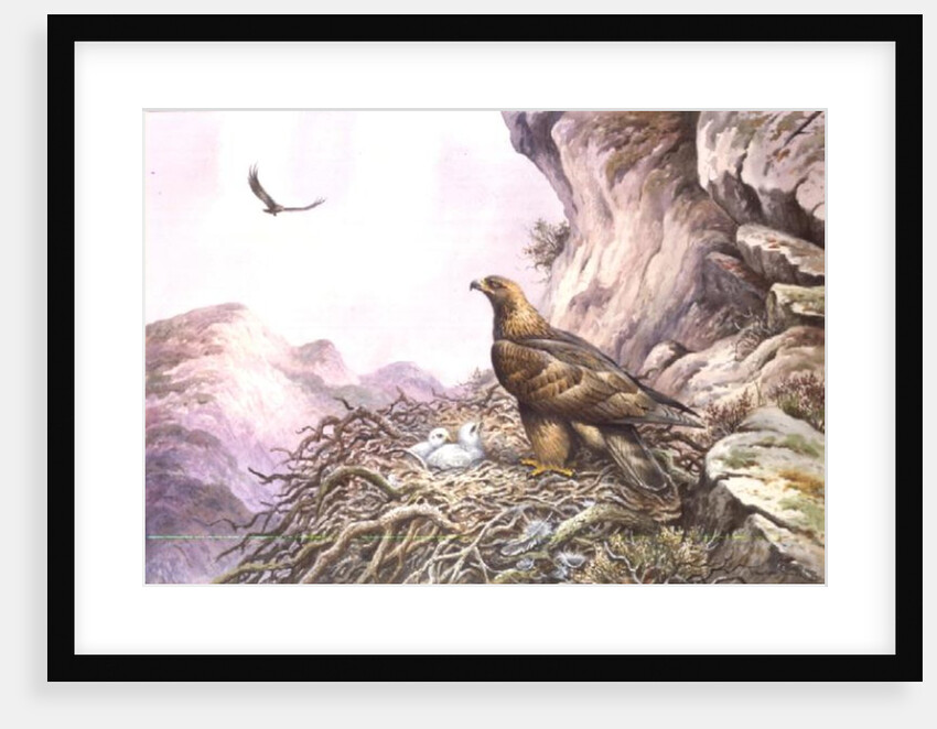 Golden Eagles at their Eyrie by Carl Donner