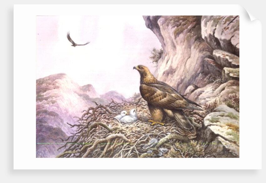 Golden Eagles at their Eyrie by Carl Donner