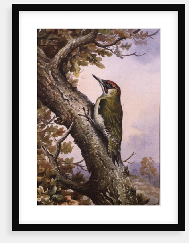 Green Woodpecker by Carl Donner