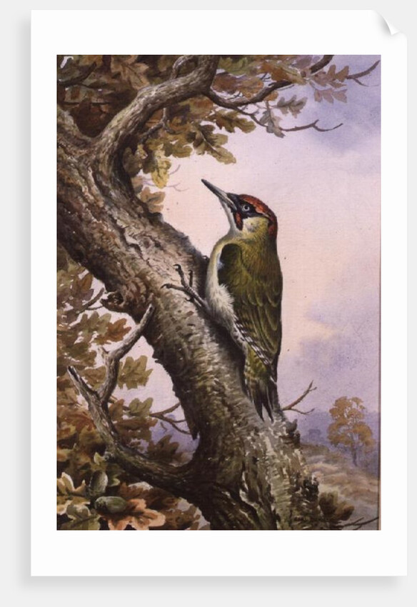 Green Woodpecker by Carl Donner