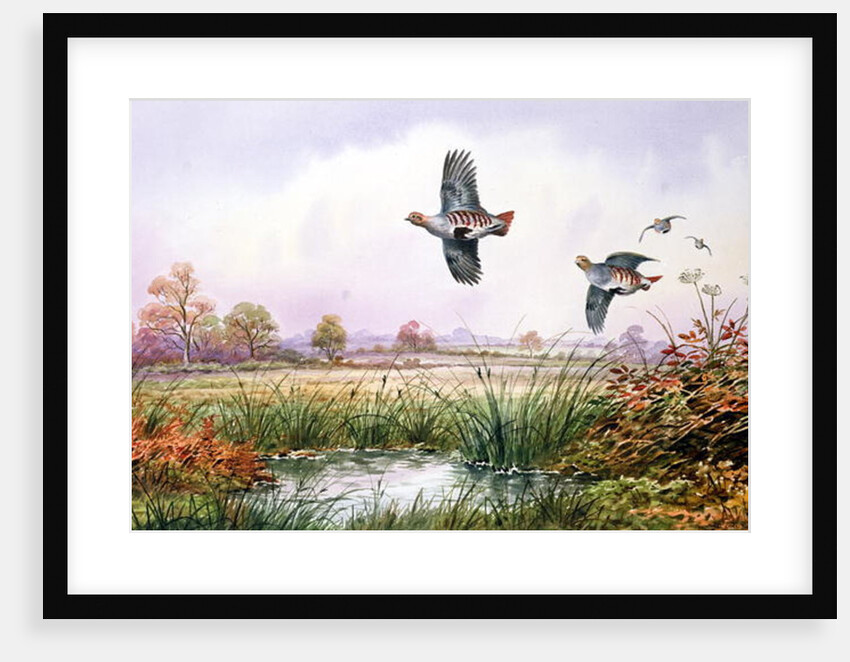 Partridge in Flight by Carl Donner