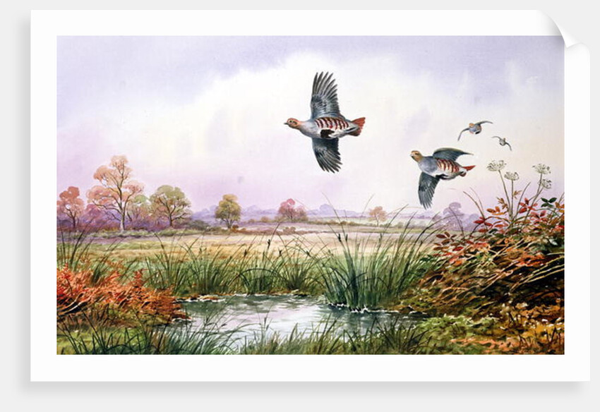 Partridge in Flight by Carl Donner