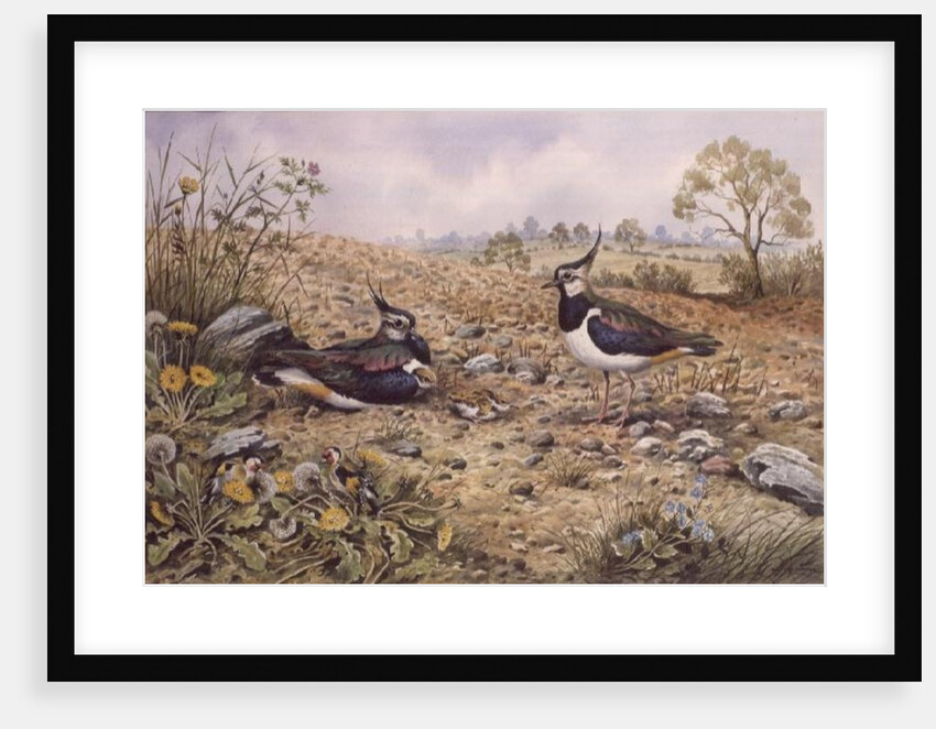 Lapwing Family with Goldfinches by Carl Donner