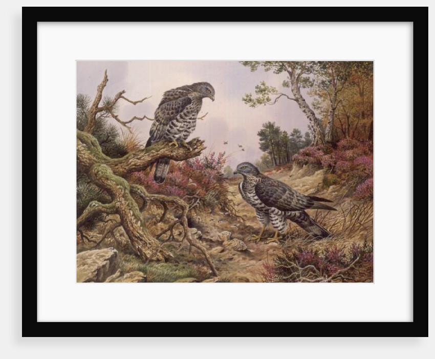 Honey Buzzards by Carl Donner