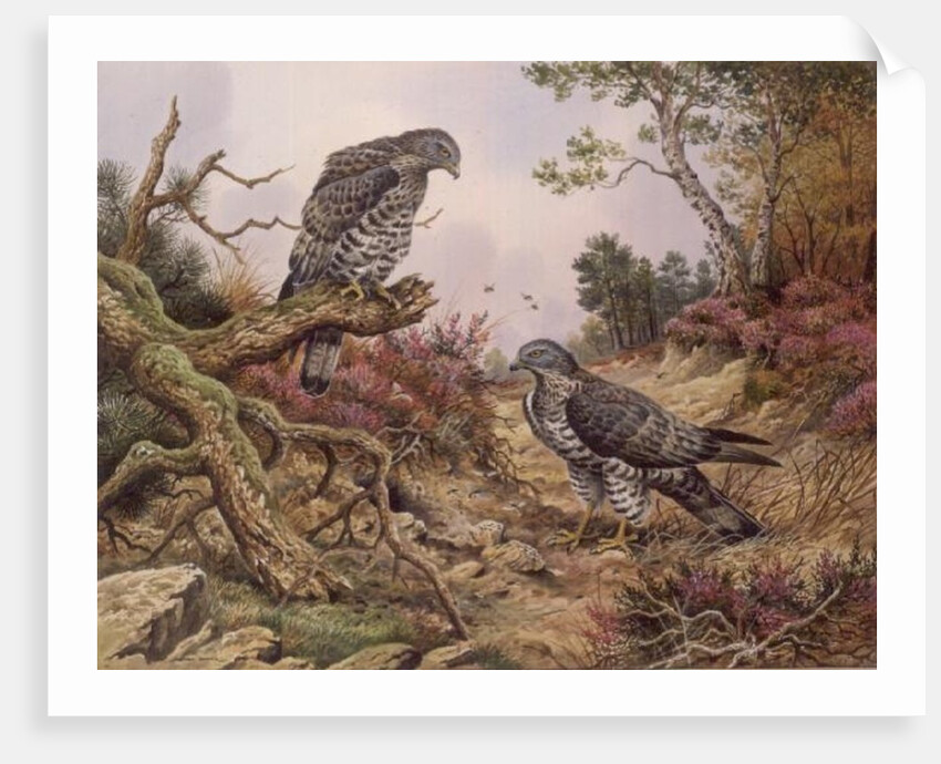 Honey Buzzards by Carl Donner