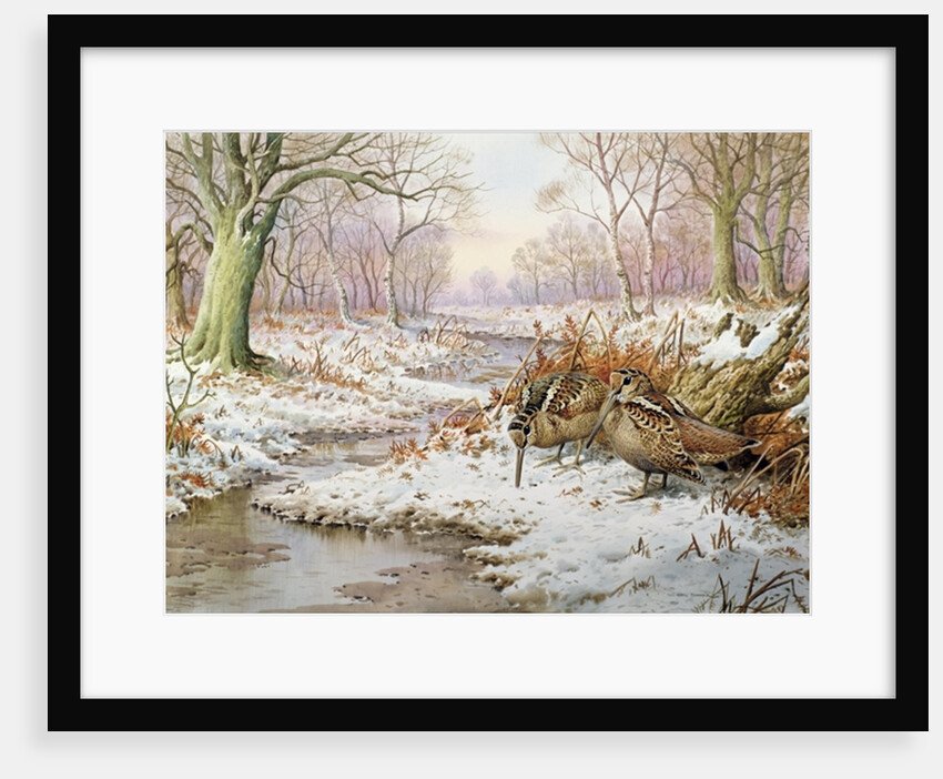 Woodcock by Carl Donner