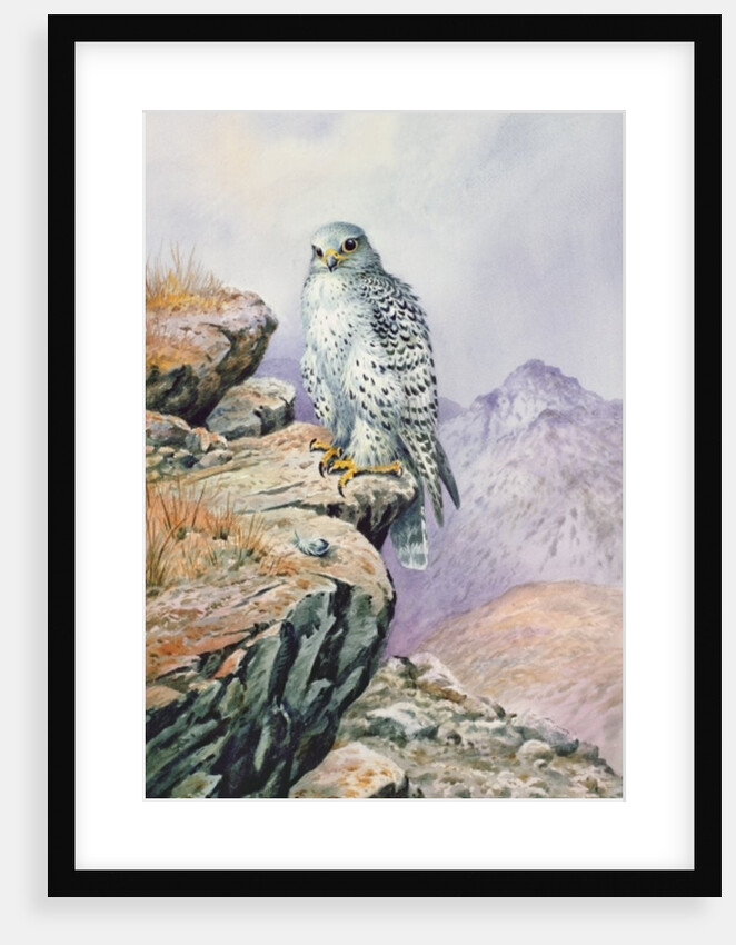 Gyrfalcon by Carl Donner