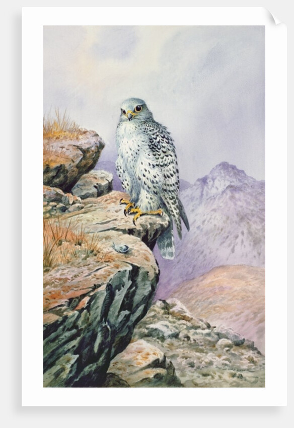 Gyrfalcon by Carl Donner