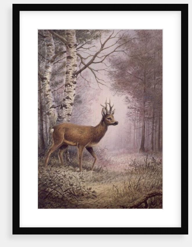 Roe-Deer by Carl Donner