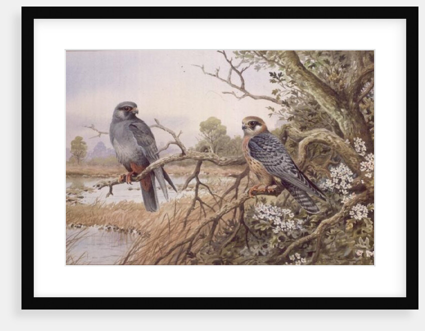Red-footed Falcons by Carl Donner