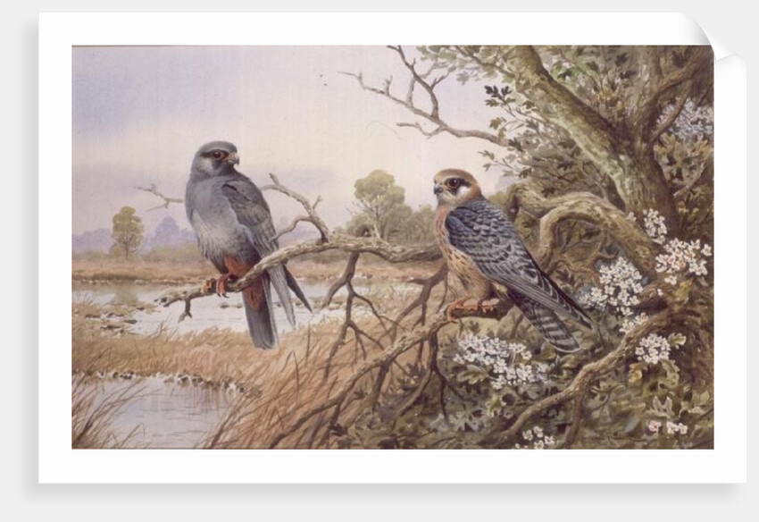Red-footed Falcons by Carl Donner