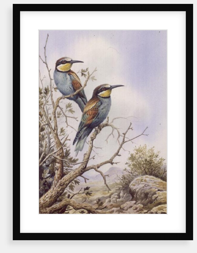 Bee-Eaters by Carl Donner