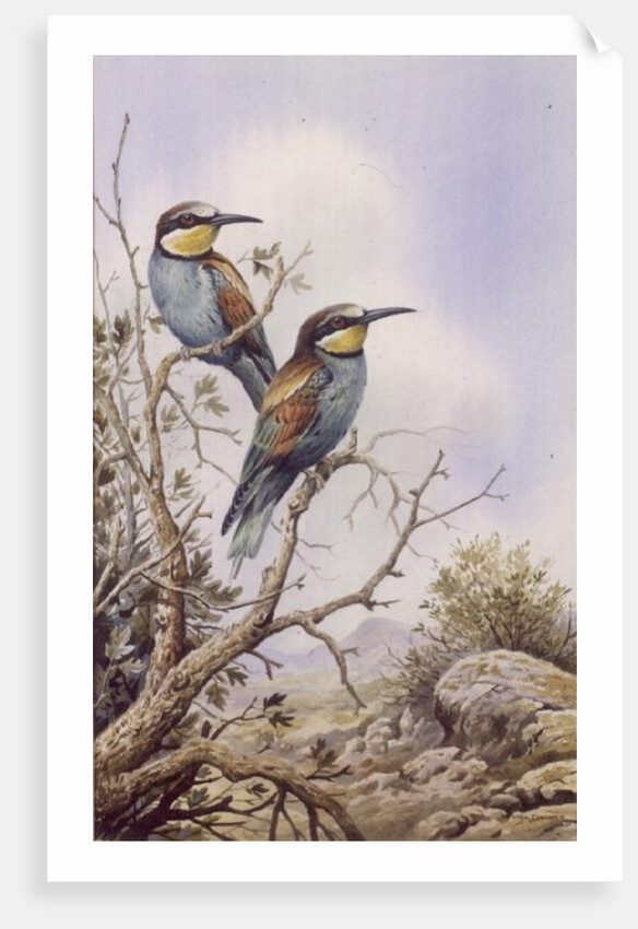 Bee-Eaters by Carl Donner