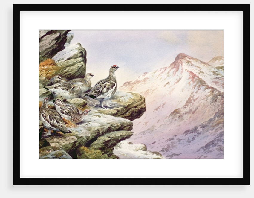 Ptarmigan on the High Tops by Carl Donner