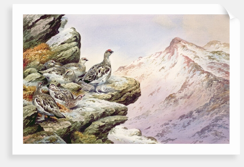 Ptarmigan on the High Tops by Carl Donner