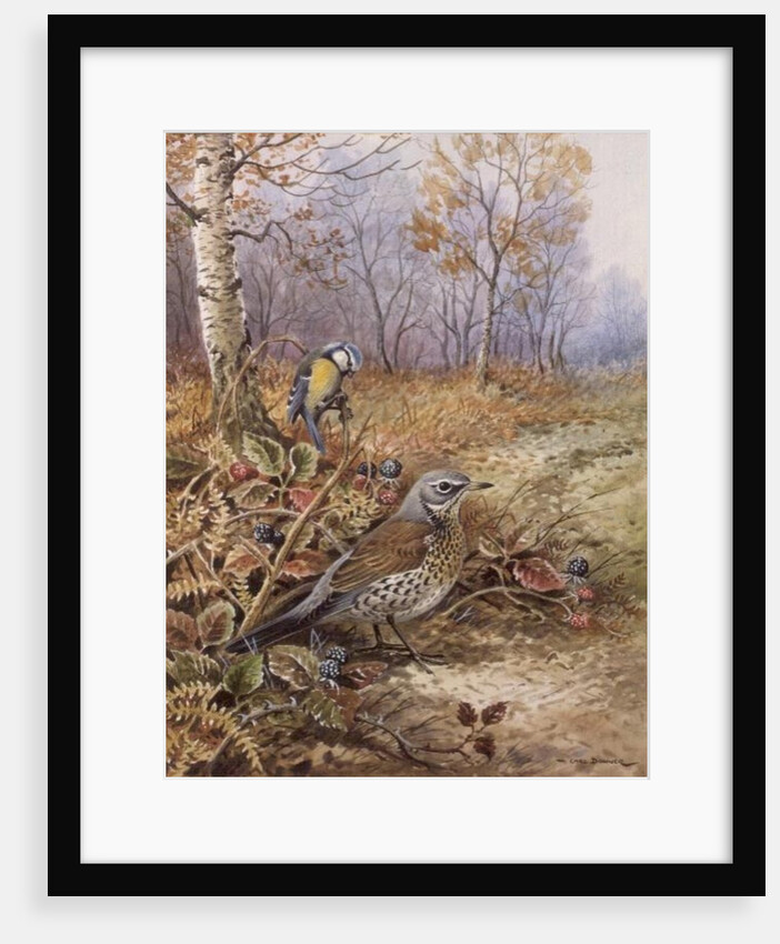 Fieldfare and Blue Tit by Carl Donner