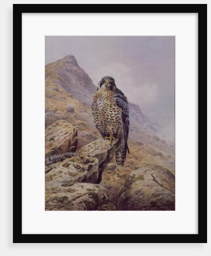 Peregrine Falcon by Carl Donner