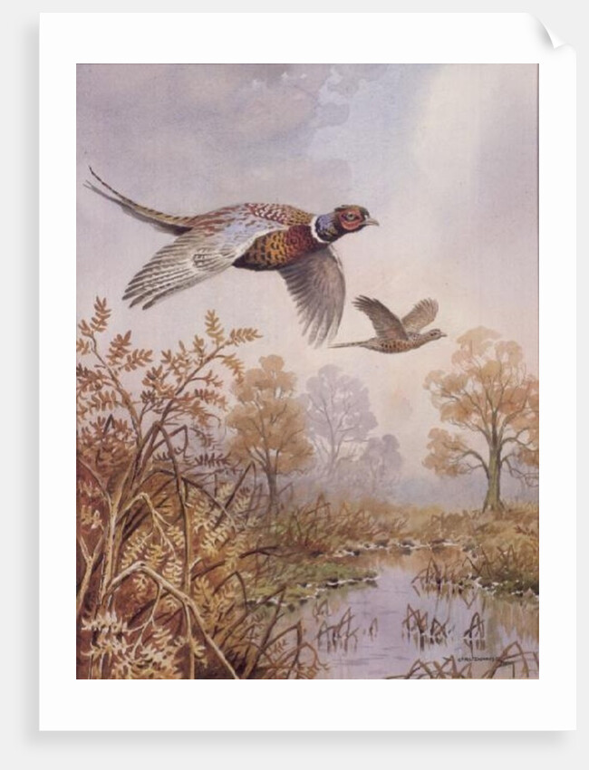 Over the Fen by Carl Donner