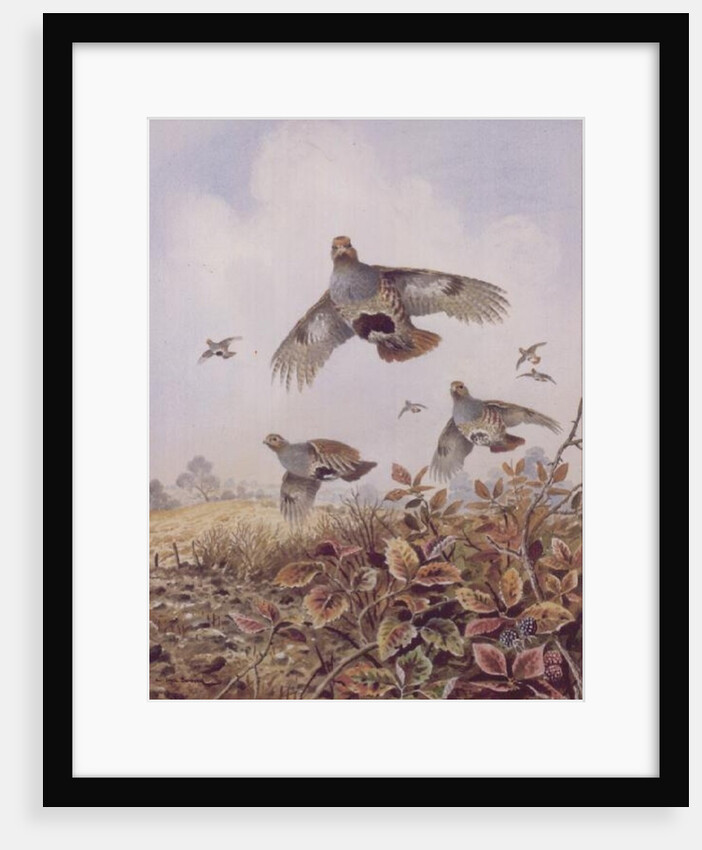 Flushed Partridges by Carl Donner