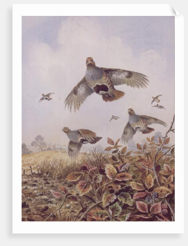 Flushed Partridges by Carl Donner