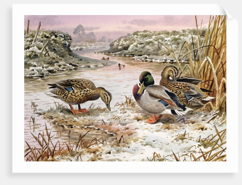 Mallards in a Quiet Corner by Carl Donner