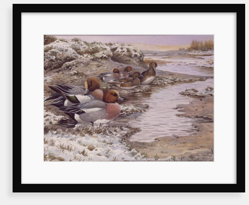 Daybreak on the Washes - Wigeon by Carl Donner