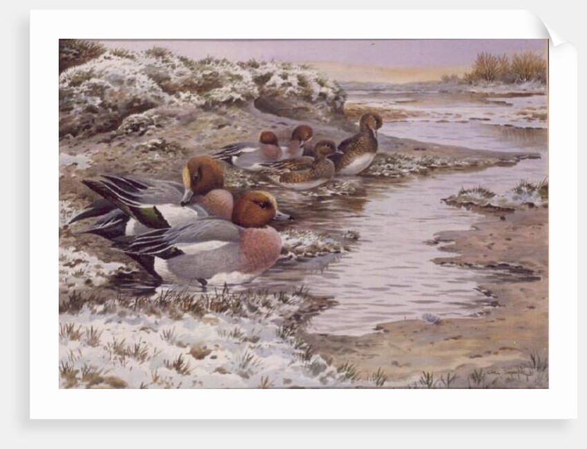 Daybreak on the Washes - Wigeon by Carl Donner
