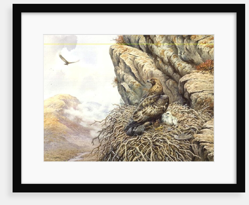 Golden Eagles at Eyrie by Carl Donner