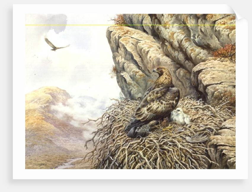 Golden Eagles at Eyrie by Carl Donner