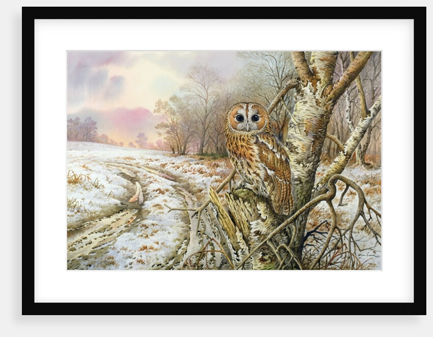 Tawny Owl by Carl Donner