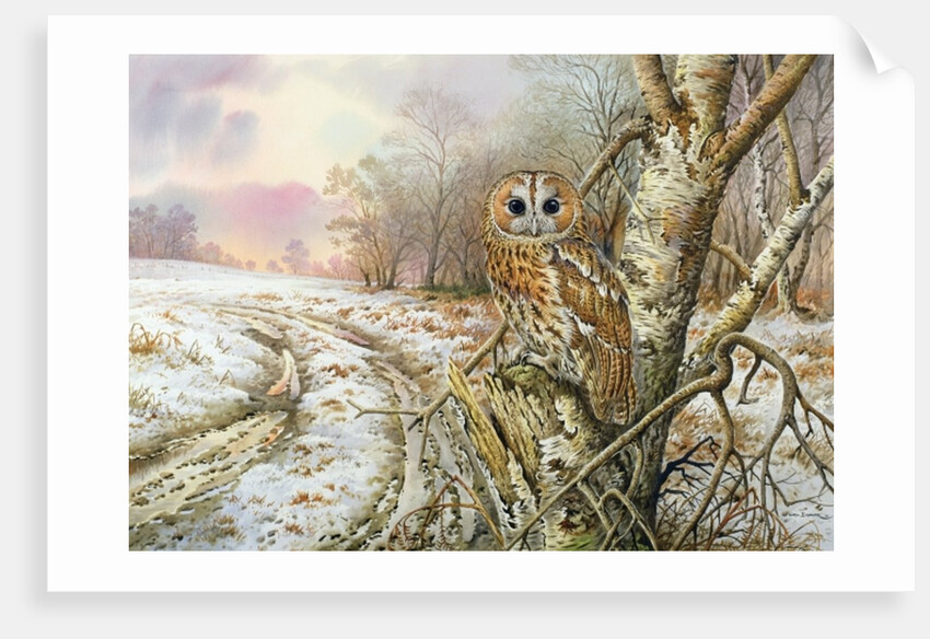 Tawny Owl by Carl Donner