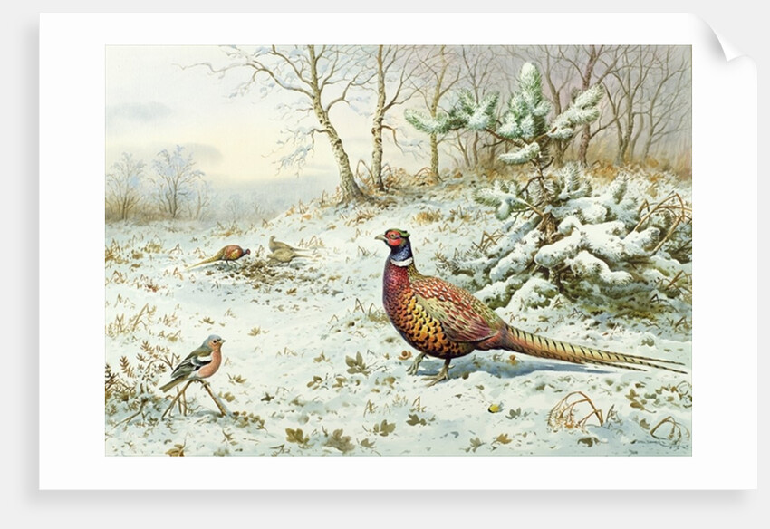 Cock Pheasant and Chaffinch by Carl Donner